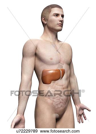 "Human liver, illustration" View Large Illustration Stock Illustration - "Human liver, illustration". Fotosearch