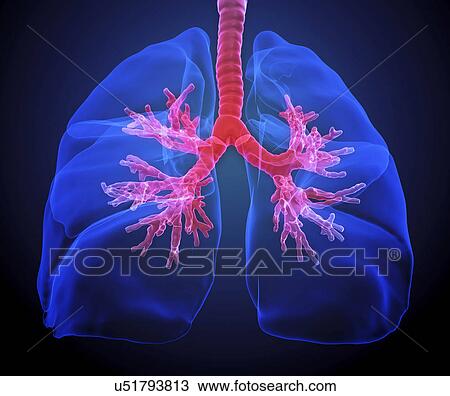 "Human lungs, illustration" View Large Illustration Drawing - "Human lungs, illustration". Fotosearch