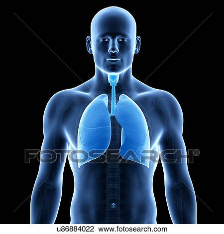 "Human lungs, illustration" View Large Illustration Drawing - "Human lungs, illustration". Fotosearch