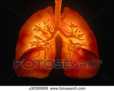 "Human lungs, illustration" View Large Illustration Stock Illustration - "Human lungs, illustration". Fotosearch