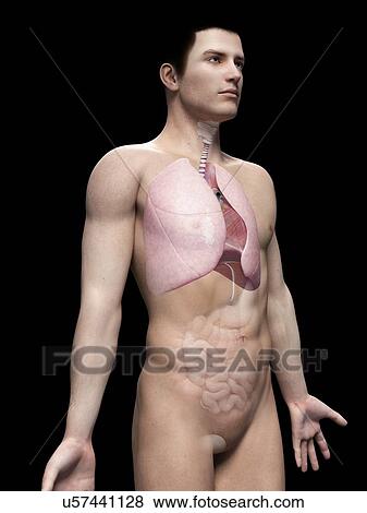 Stock Illustration - "Human lungs, illustration". Fotosearch