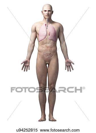 Stock Illustration - "Human lungs, illustration". Fotosearch