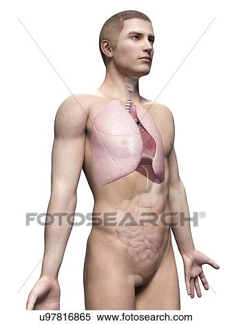 Stock Illustration - "Human lungs, illustration". Fotosearch
