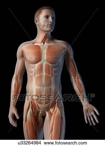 "Human muscular system, illustration" View Large Illustration Stock Illustration - "Human muscular system, illustration". Fotosearch