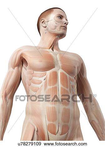 Stock Illustration - "Human muscular system, illustration". Fotosearch