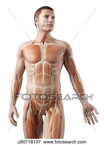 "Human muscular system, illustration" View Large Illustration Stock Illustration - "Human muscular system, illustration". Fotosearch