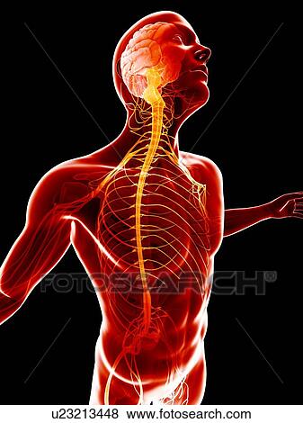 "Human nervous system, illustration" View Large Illustration Stock Illustration - "Human nervous system, illustration". Fotosearch