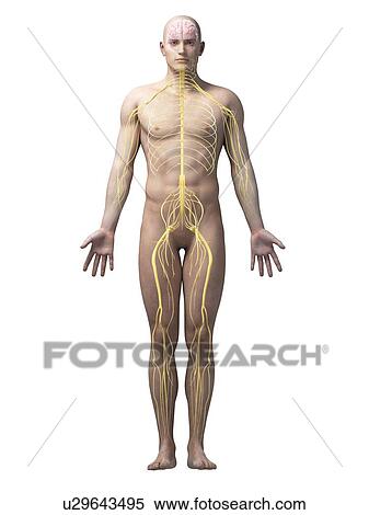 Stock Illustration - "Human nervous system, illustration". Fotosearch