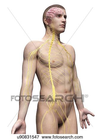 Stock Illustration - "Human nervous system, illustration". Fotosearch