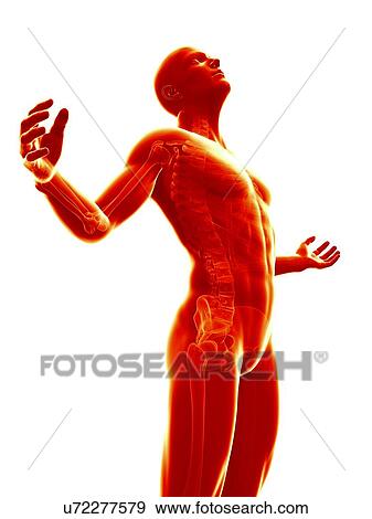 Stock Illustration - "Human skeletal system, illustration". Fotosearch