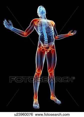 "Human skeleton and joints, illustration" View Large Illustration Stock Illustration - "Human skeleton and joints, illustration". Fotosearch