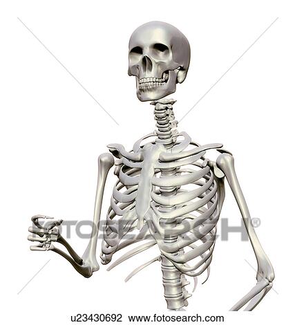Drawing - "Human skeleton, illustration". Fotosearch