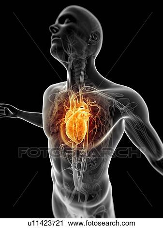 "Human vascular system, illustration" View Large Illustration Clip Art - "Human vascular system, illustration". Fotosearch
