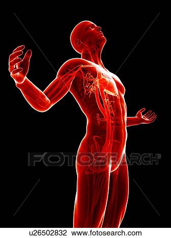 Drawing - "Human vascular system, illustration". Fotosearch