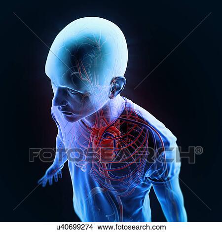 "Human vascular system, illustration" View Large Illustration Stock Illustration - "Human vascular system, illustration". Fotosearch