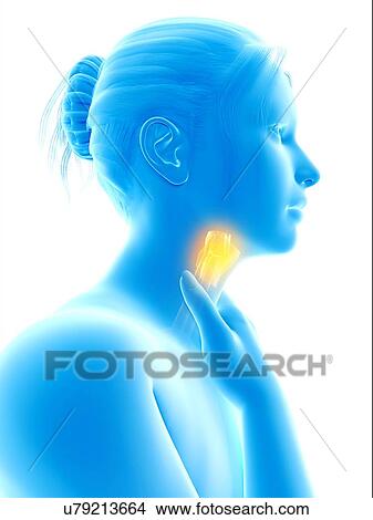 "Inflammation of the larynx, illustration" View Large Illustration Stock Illustration - "Inflammation of the larynx, illustration". Fotosearch