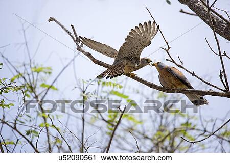Lesser kestrel (falco naumanni) View Large Illustration Clip Art - Lesser kestrel (falco naumanni). Fotosearch