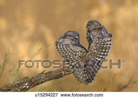 Stock Illustration - Little owl (athene noctua) couple. Fotosearch