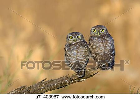 Stock Illustration - Little owl (athene noctua) couple. Fotosearch