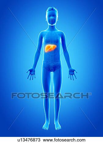 "Liver of a boy, illustration" View Large Illustration Drawing - "Liver of a boy, illustration". Fotosearch