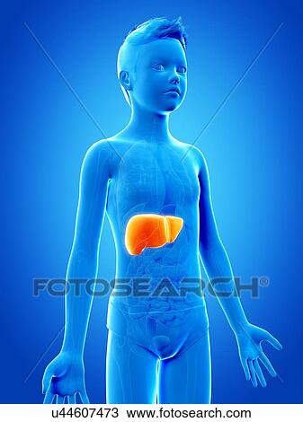 Drawing - "Liver of a boy, illustration". Fotosearch