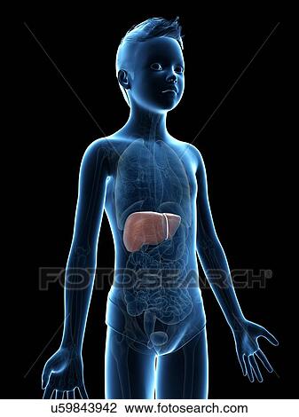 Drawing - "Liver of a boy, illustration". Fotosearch