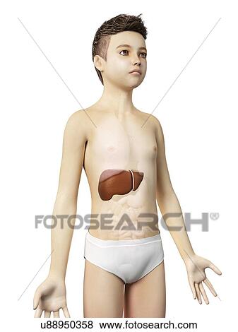 Stock Illustration - "Liver of a boy, illustration". Fotosearch