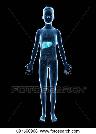 Stock Illustration - "Liver of a boy, illustration". Fotosearch