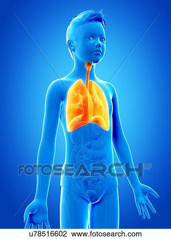 "Lungs of a boy, illustration" View Large Illustration Drawing - "Lungs of a boy, illustration". Fotosearch