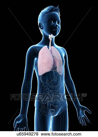 "Lungs of a boy, illustration" View Large Illustration Stock Illustration - "Lungs of a boy, illustration". Fotosearch