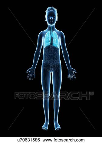 Stock Illustration - "Lungs of a boy, illustration". Fotosearch