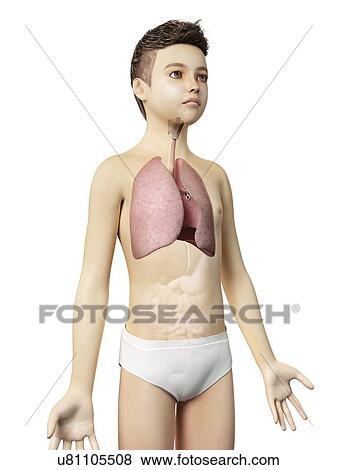 Stock Illustration - "Lungs of a boy, illustration". Fotosearch