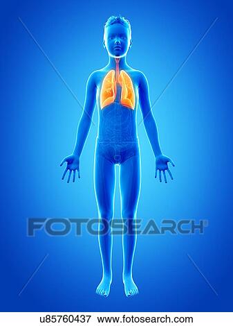 "Lungs of a boy, illustration" View Large Illustration Stock Illustration - "Lungs of a boy, illustration". Fotosearch