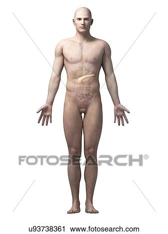 "Male anatomy, illustration" View Large Illustration Clip Art - "Male anatomy, illustration". Fotosearch