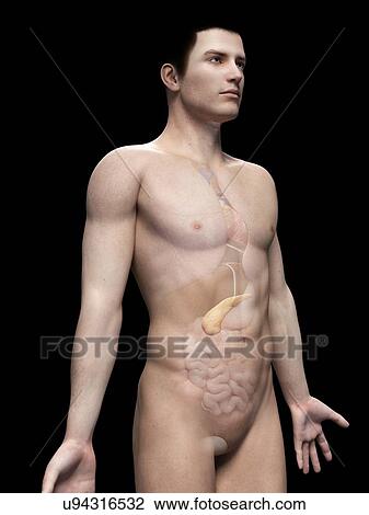 Drawing - "Male anatomy, illustration". Fotosearch