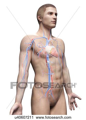 "Male cardiovascular system, illustration" View Large Illustration Clip Art - "Male cardiovascular system, illustration". Fotosearch