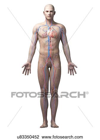Drawing - "Male cardiovascular system, illustration". Fotosearch
