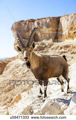 Male Nubian Ibex View Large Illustration Drawing - Male Nubian Ibex. Fotosearch