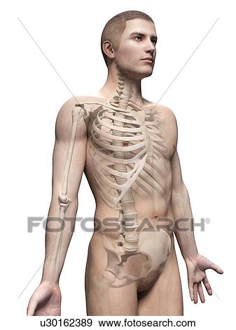 Stock Illustration - "Male skeletal system, illustration". Fotosearch