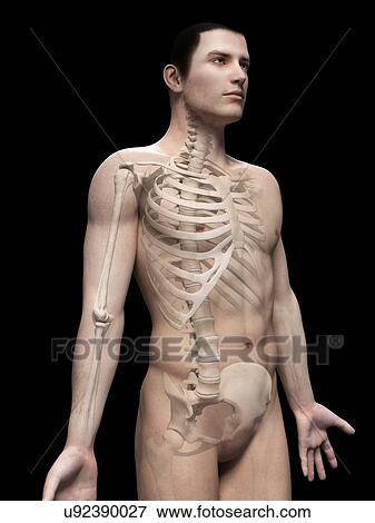 "Male skeletal system, illustration" View Large Illustration Stock Illustration - "Male skeletal system, illustration". Fotosearch