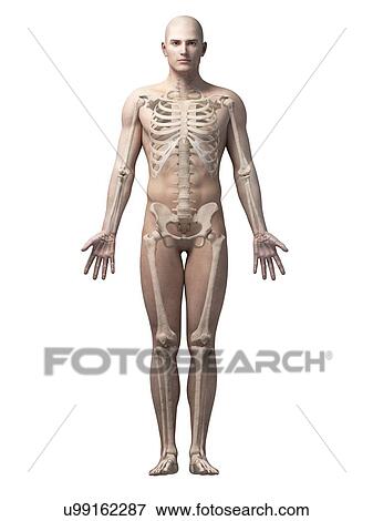 Stock Illustration - "Male skeletal system, illustration". Fotosearch