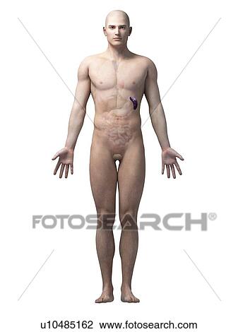 Drawing - "Male spleen, illustration". Fotosearch