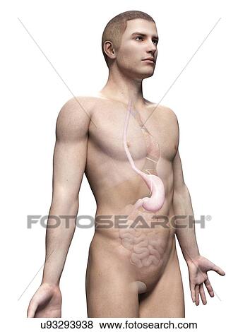 Stock Illustration - "Male stomach, illustration". Fotosearch