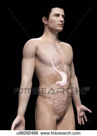 "Male stomach, illustration" View Large Illustration Stock Illustration - "Male stomach, illustration". Fotosearch