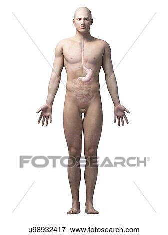 Stock Illustration - "Male stomach, illustration". Fotosearch