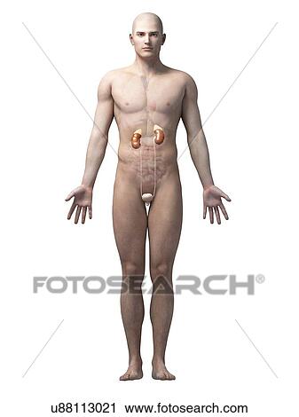 Clip Art - "Male urinary system, illustration". Fotosearch