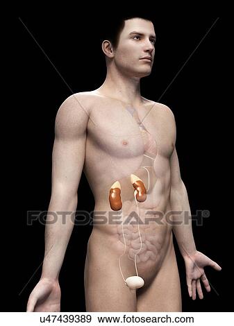 "Male urinary system, illustration" View Large Illustration Stock Illustration - "Male urinary system, illustration". Fotosearch