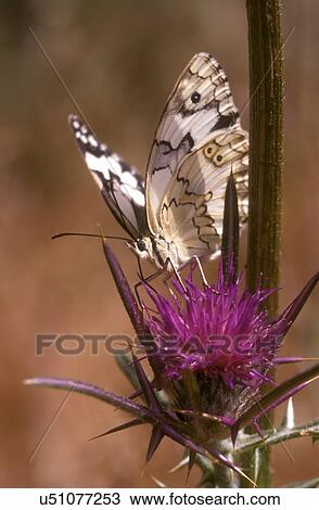 Marble White (Melanargia titea titania) View Large Illustration Drawing - Marble White (Melanargia titea titania). Fotosearch