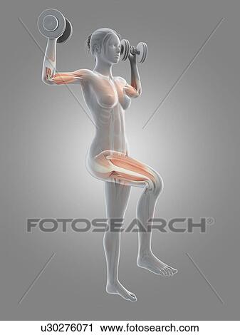 "Muscles of weight lifter, illustration" View Large Illustration Clip Art - "Muscles of weight lifter, illustration". Fotosearch