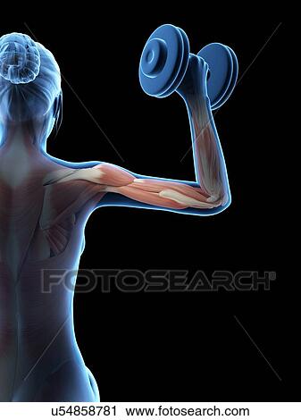 Clip Art - "Muscles of weight lifter, illustration". Fotosearch